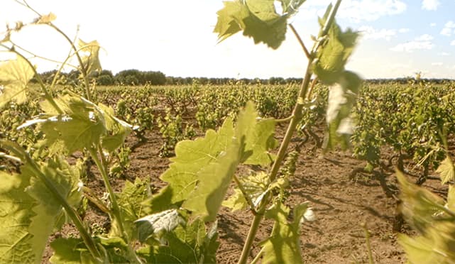 Realizzazione Spot TV Pubblicitario Orion Duna Mirante Vini