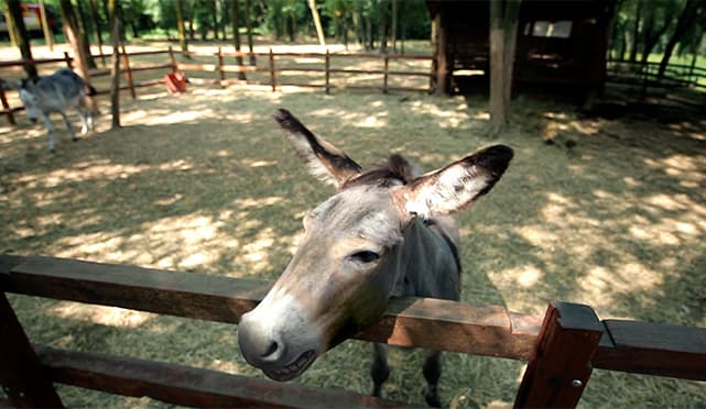 Realizzazione video 3D Pringles - What the Farm 